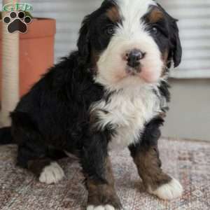 Scotty, Bernedoodle Puppy