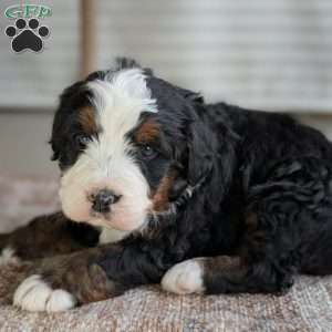 Scotty, Bernedoodle Puppy