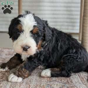 Scotty, Bernedoodle Puppy