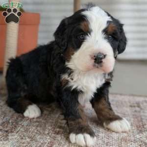 Scotty, Bernedoodle Puppy