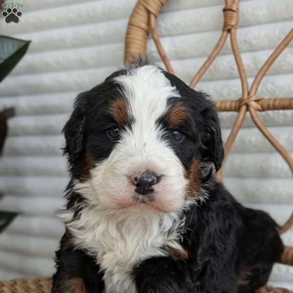 Scotty, Bernedoodle Puppy