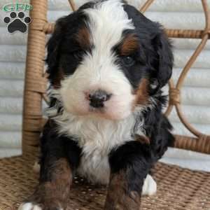 Scotty, Bernedoodle Puppy