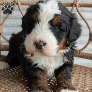 Scotty, Bernedoodle Puppy