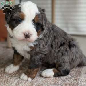 Spartan, Bernedoodle Puppy