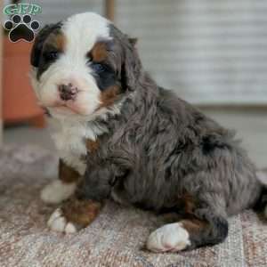 Spartan, Bernedoodle Puppy