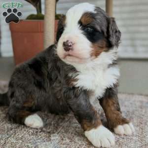 Spartan, Bernedoodle Puppy