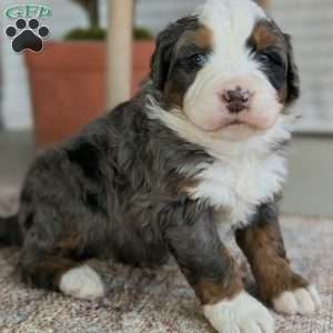 Spartan, Bernedoodle Puppy