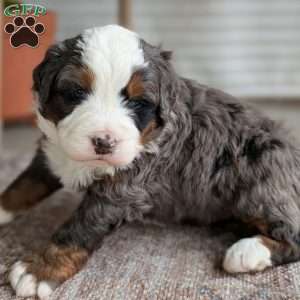 Spartan, Bernedoodle Puppy