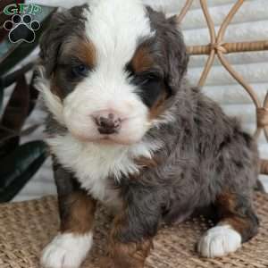 Spartan, Bernedoodle Puppy