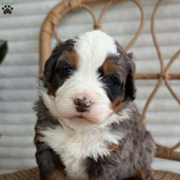 Spartan, Bernedoodle Puppy