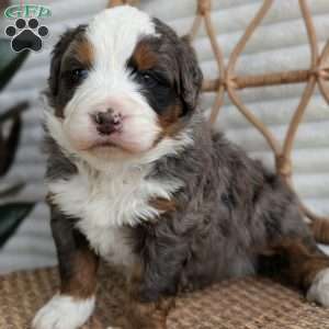 Spartan, Bernedoodle Puppy