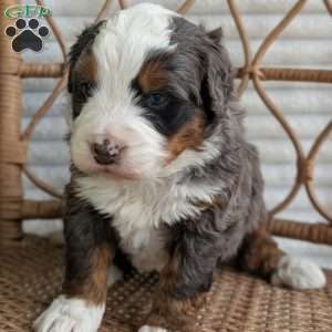 Spartan, Bernedoodle Puppy