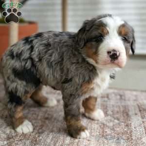 Skylar, Bernedoodle Puppy