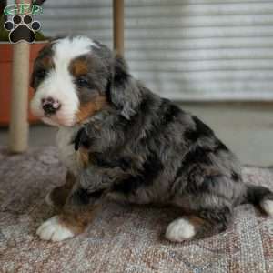 Skylar, Bernedoodle Puppy