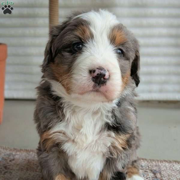 Skylar, Bernedoodle Puppy