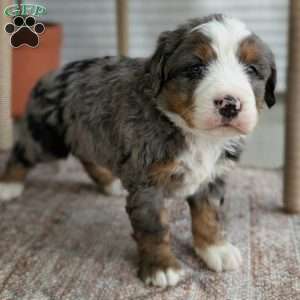 Skylar, Bernedoodle Puppy