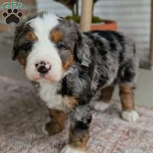 Skylar, Bernedoodle Puppy