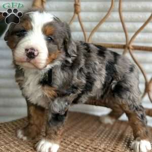 Skylar, Bernedoodle Puppy
