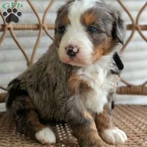 Skylar, Bernedoodle Puppy