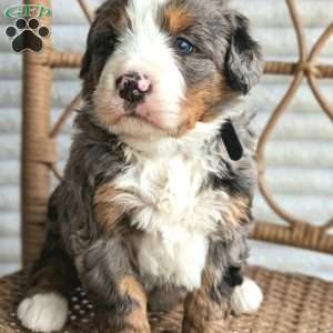 Skylar, Bernedoodle Puppy