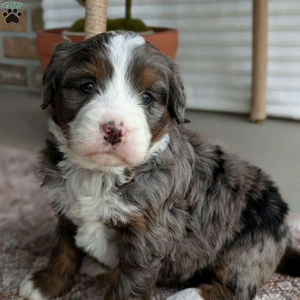 Sophie, Bernedoodle Puppy