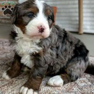 Sophie, Bernedoodle Puppy