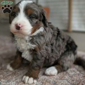 Sophie, Bernedoodle Puppy