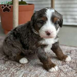Sophie, Bernedoodle Puppy