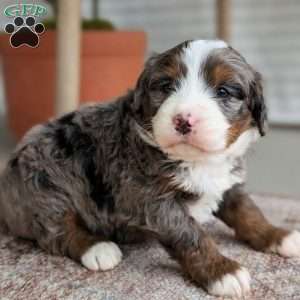 Sophie, Bernedoodle Puppy