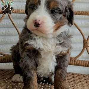 Sophie, Bernedoodle Puppy