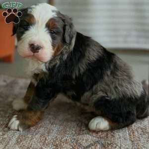 Shane, Bernedoodle Puppy