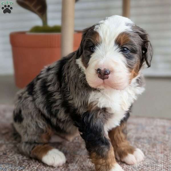 Shane, Bernedoodle Puppy
