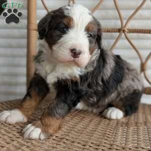 Shane, Bernedoodle Puppy