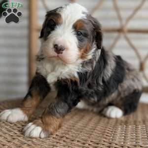 Shane, Bernedoodle Puppy