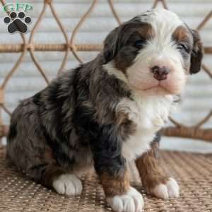 Shane, Bernedoodle Puppy