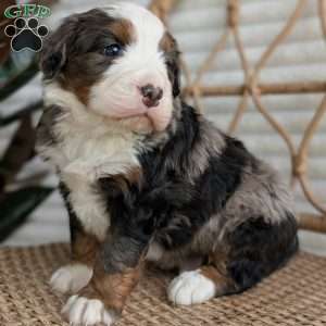 Shane, Bernedoodle Puppy