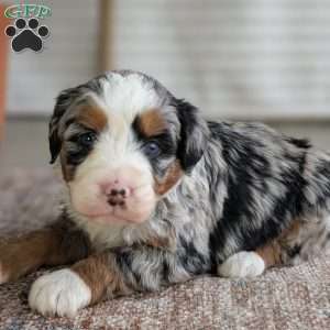 Shiloh, Bernedoodle Puppy