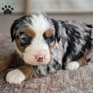 Shiloh, Bernedoodle Puppy