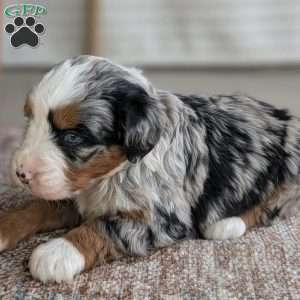 Shiloh, Bernedoodle Puppy