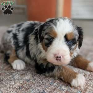 Shiloh, Bernedoodle Puppy