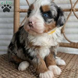 Shiloh, Bernedoodle Puppy