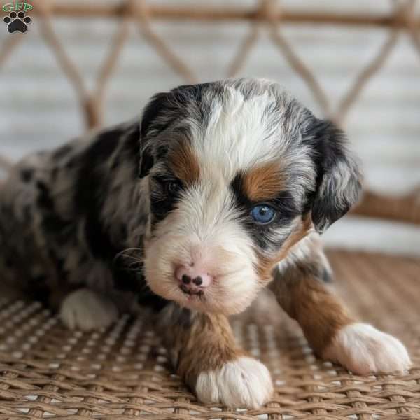 Shiloh, Bernedoodle Puppy