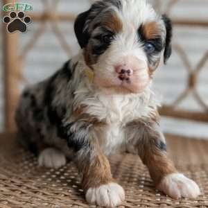 Shiloh, Bernedoodle Puppy