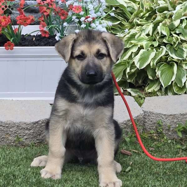 Blue Skies, German Shepherd Puppy