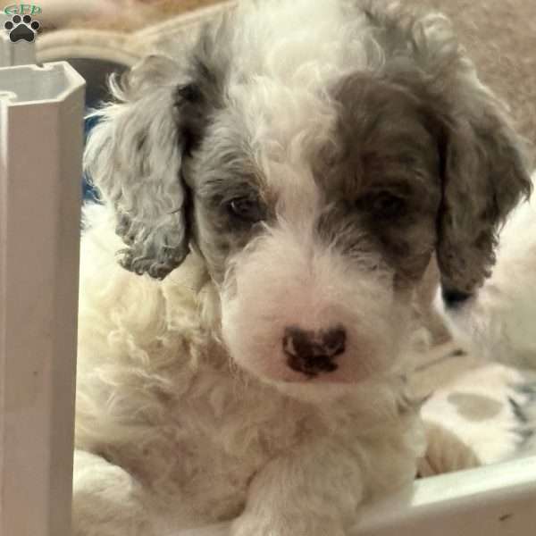 Sadie, Mini Golden Mountain Doodle Puppy