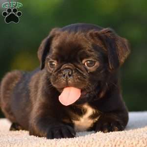 Spencer, Pug Puppy