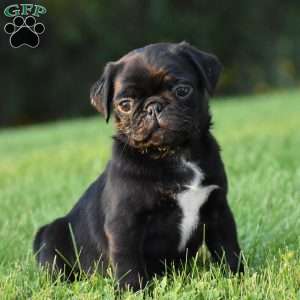 Spencer, Pug Puppy