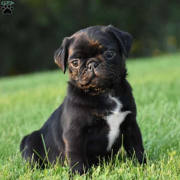 Spencer, Pug Puppy