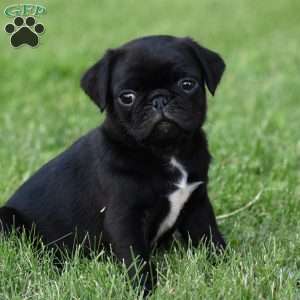 Spencer, Pug Puppy