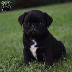 Spencer, Pug Puppy